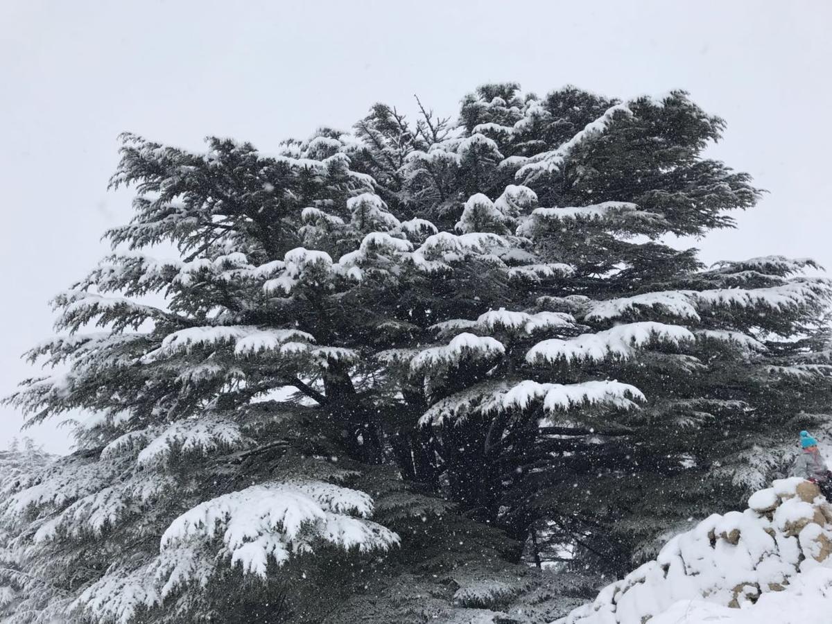 CentreToni Arida Villa Al Arz Esterno foto